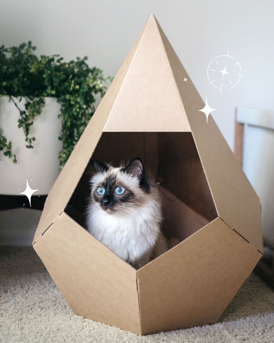 diy pdf house cats