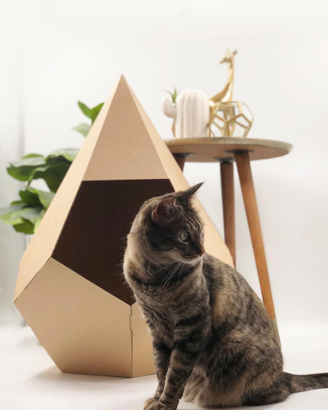 pdf casa para gatos